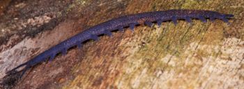 Media type: image; Invertebrate Zoology 29204